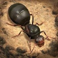 小小蚁国国际服（The Ants）